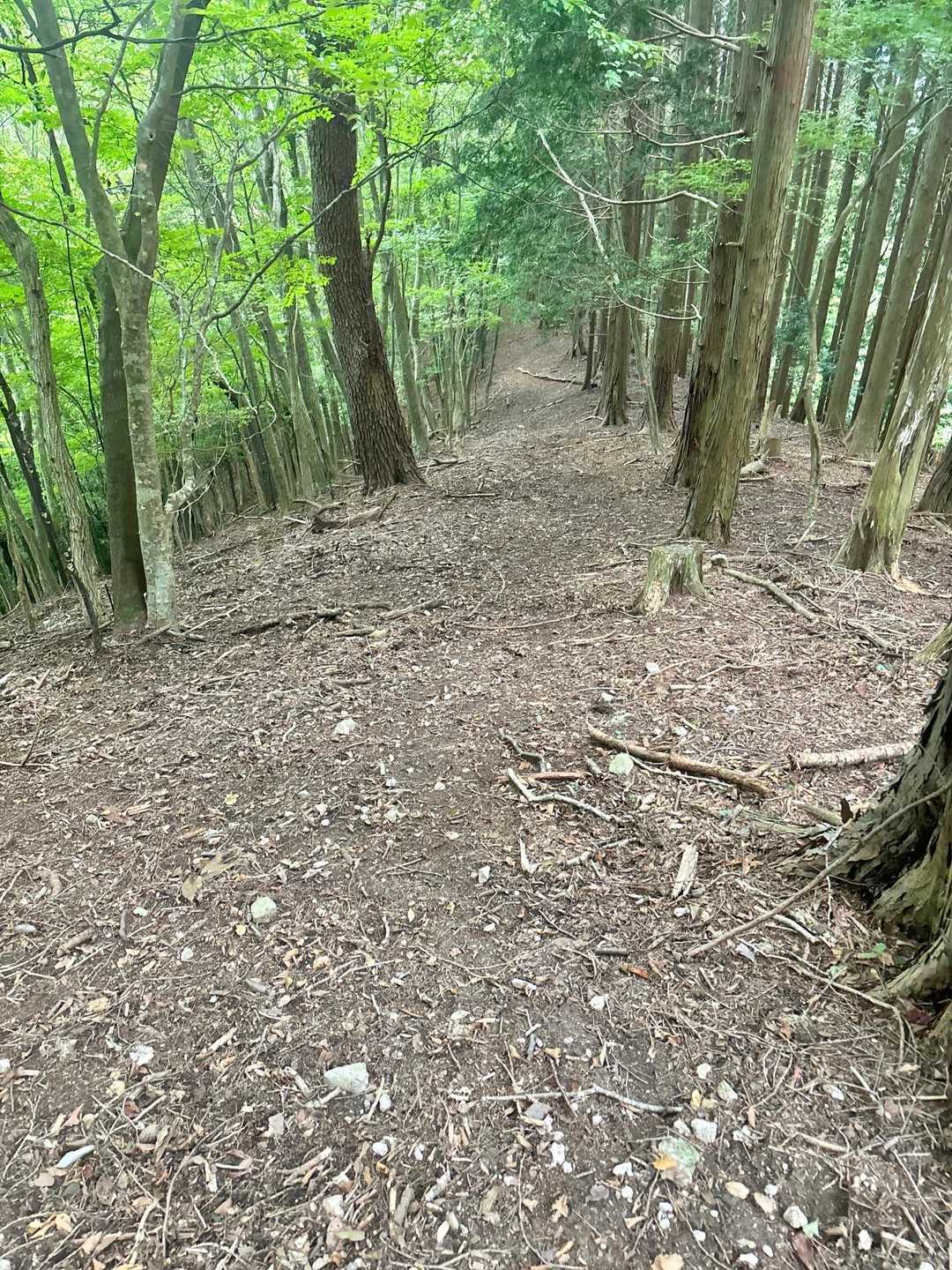 ほんっとに歩きやすい
