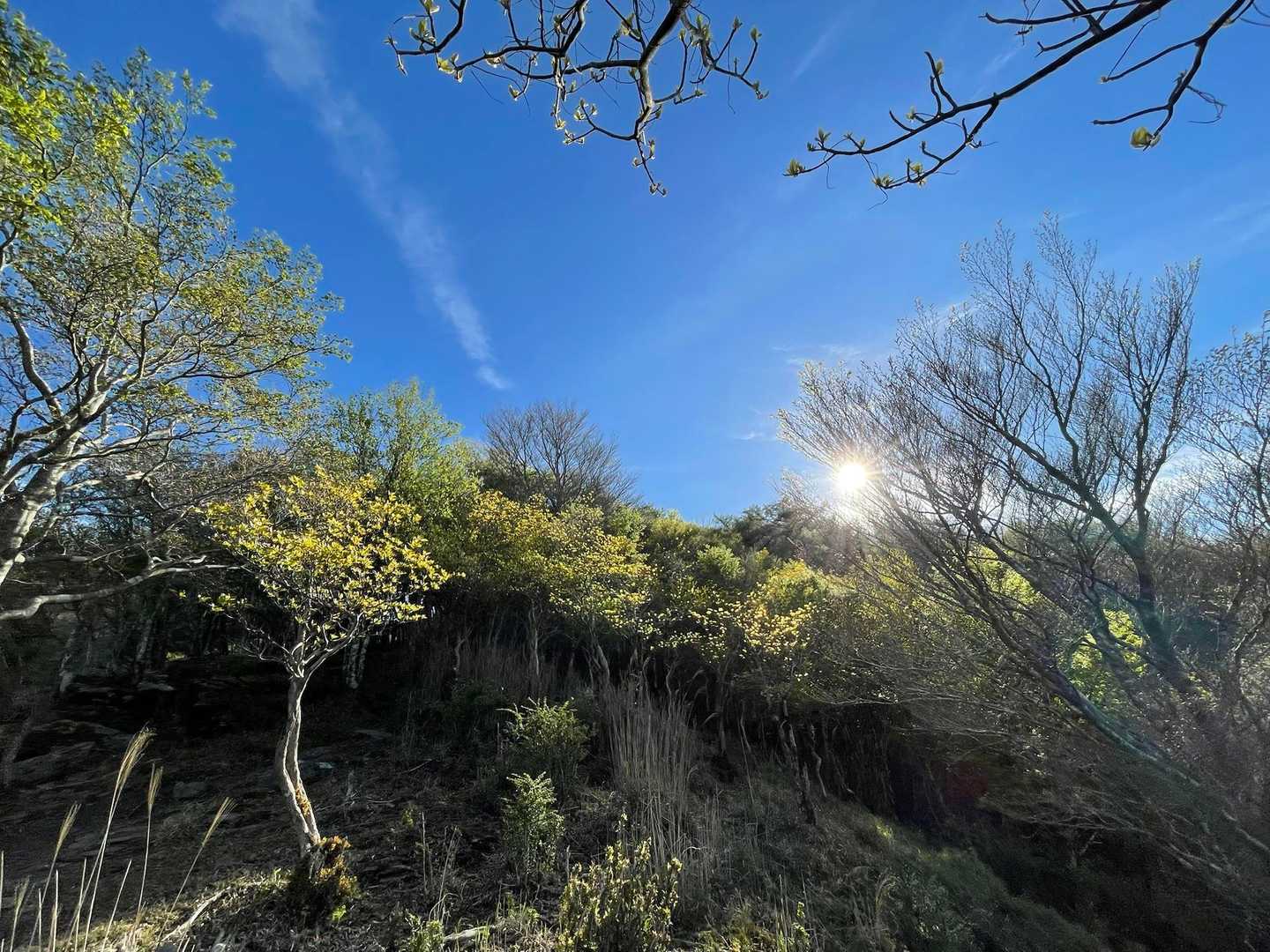 白髪トンネル南口登山口-大森山 往復コースの写真