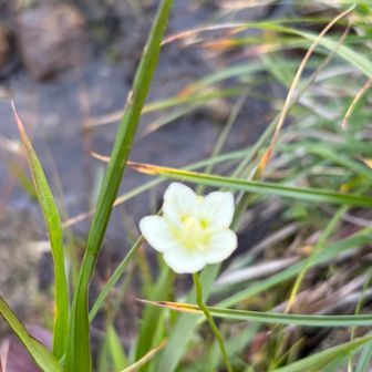 🌼梅鉢草✨️