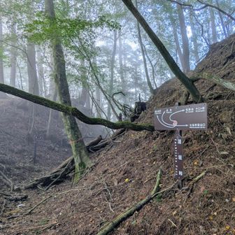 淵坂峠に出たら右手の尾根を登っていきます😆