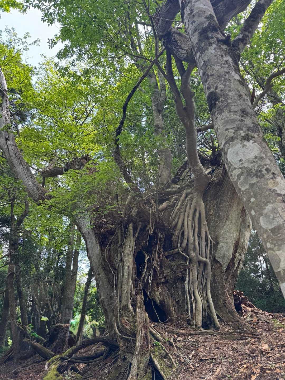 突然現れたこちらの自然の芸術作品は素晴らしくて歓声を上げてしまいました🤩