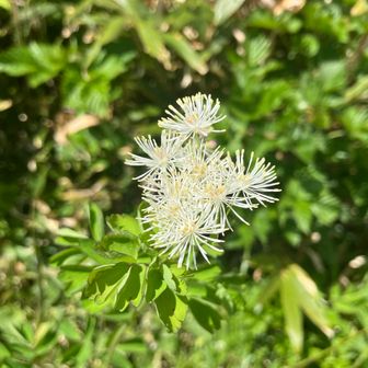 花火みたいな
ミヤマカラマツ🎆