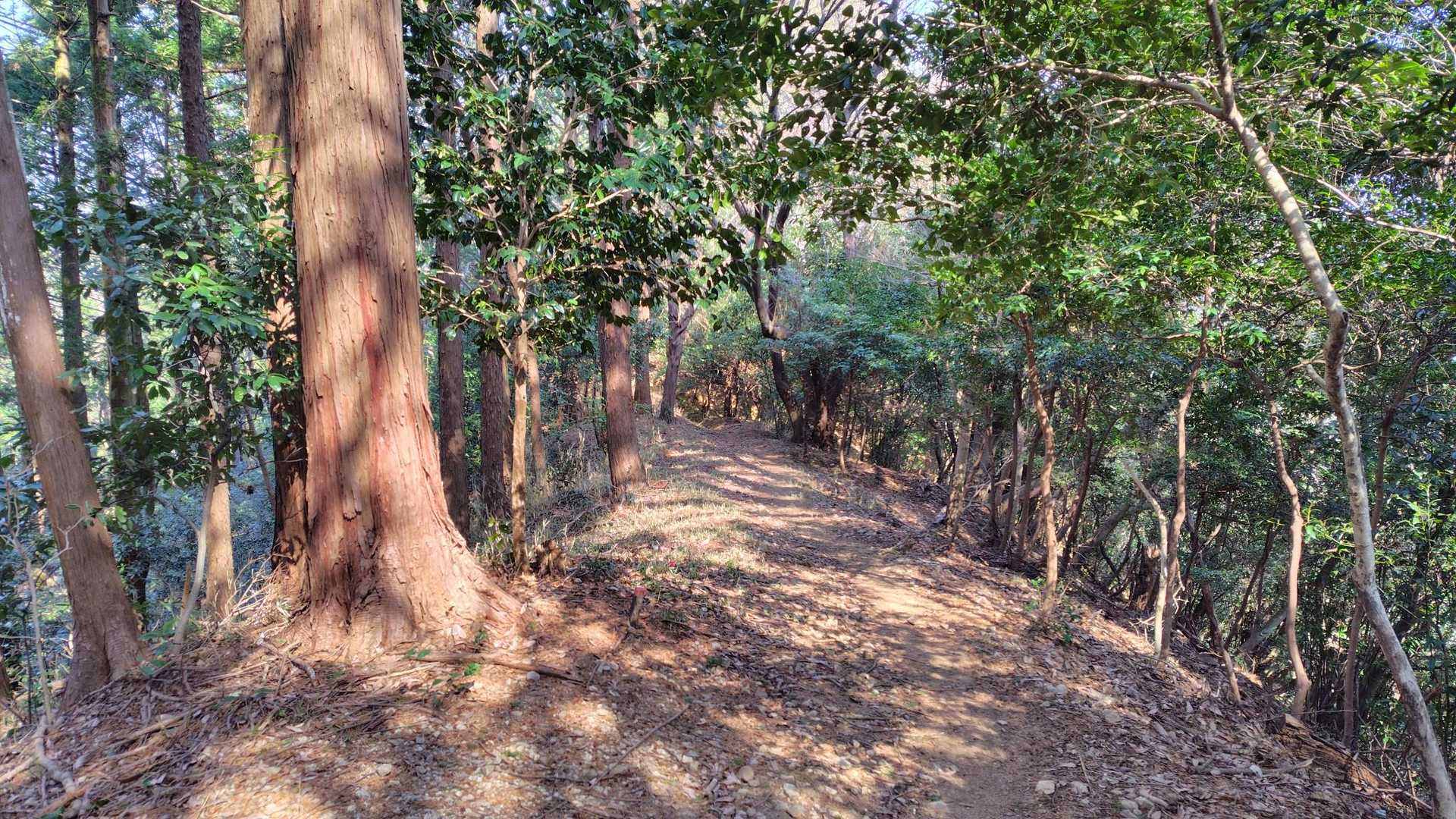 尾根を降りる