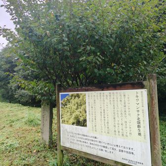 トキワマンサク群生地、日本に自然群生は2箇所しかないらしい。