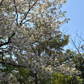 満開のヤマザクラ、花と若葉が同時に開くのが特徴的。
