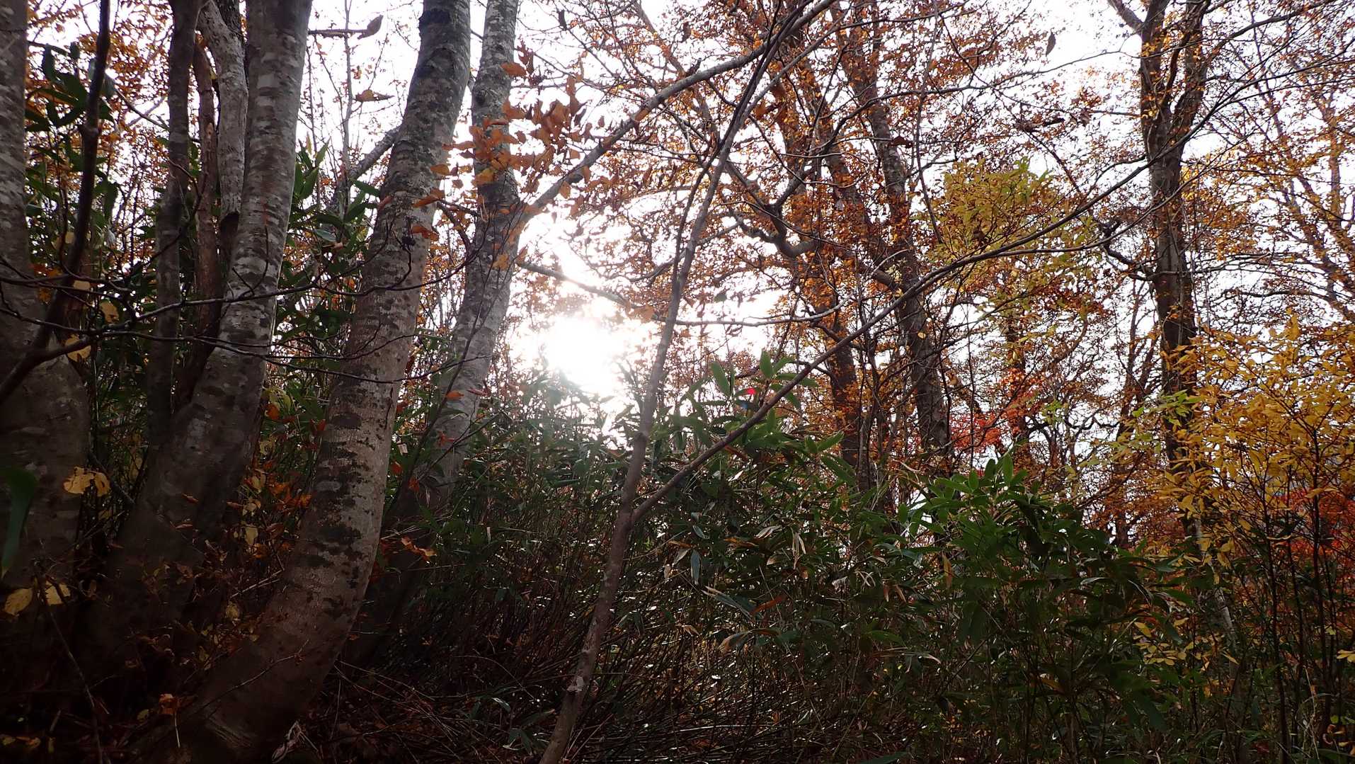 毎度の木漏れ日