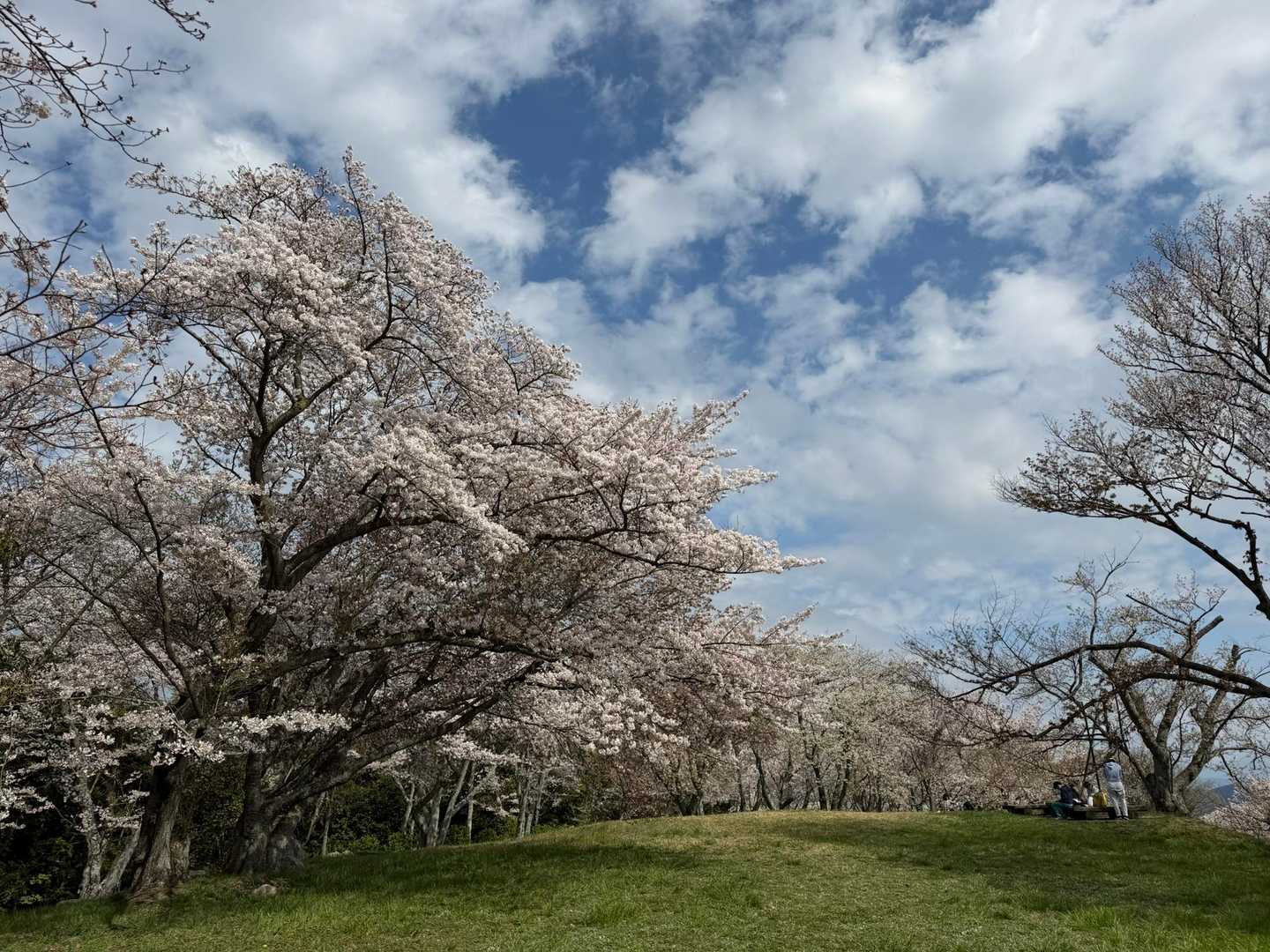 日が差すと、色合いが鮮やか✨