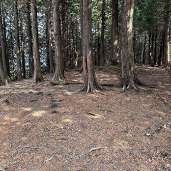 ルートを間違えた箇所。尾根沿いにまっすぐ進んだのに、左に下らないといけなかったです。