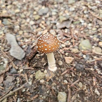 おいしそーだが、死ぬやーつ