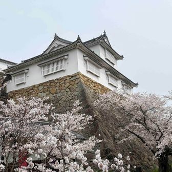 気合の入った桜まつりでイベント盛りだくさんです
またB’ｚの稲葉さんの故郷とは知りませんでした