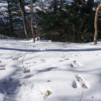 アニマルトレース🐾