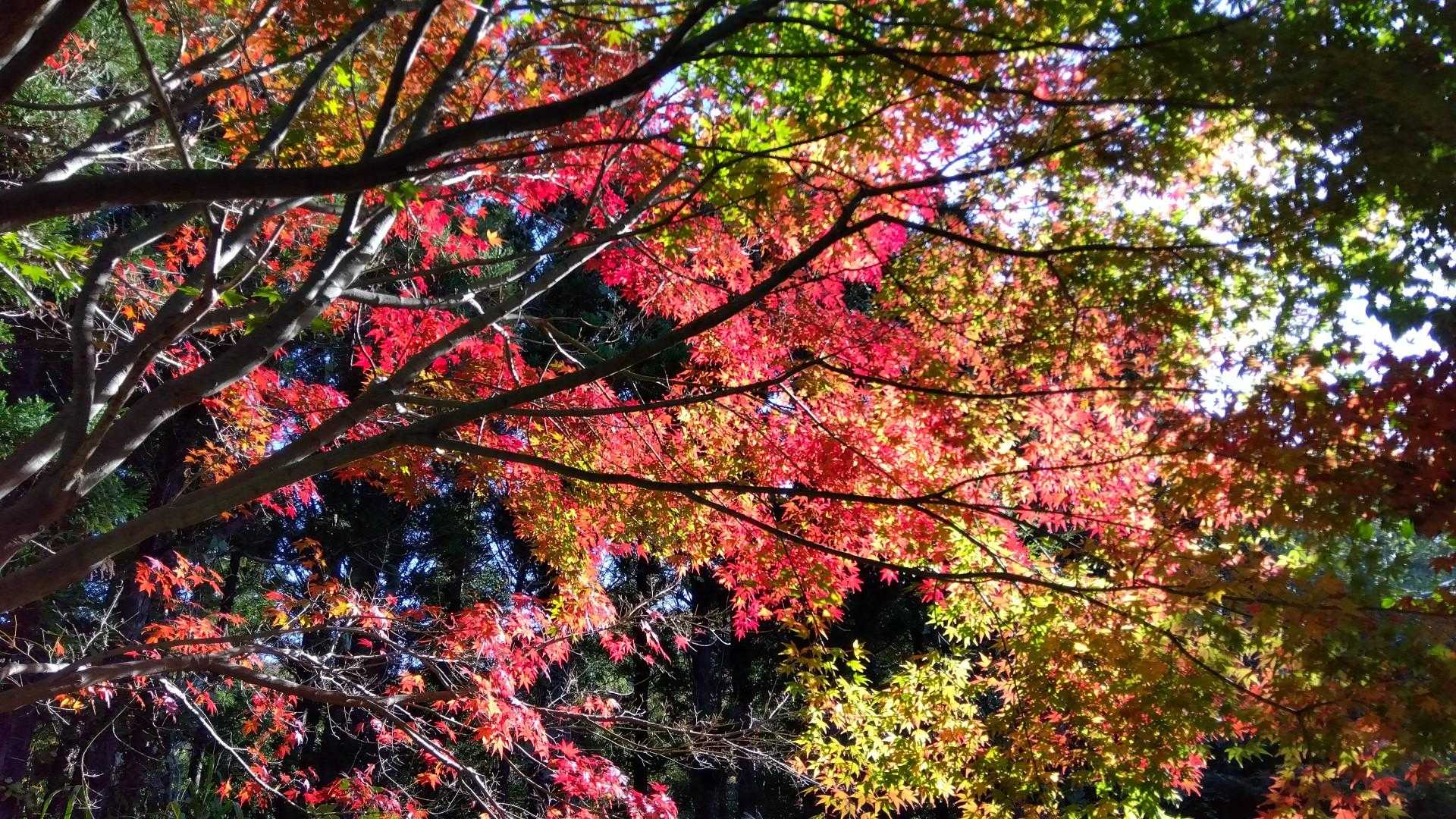 緑が多いけど、日が当たる所は真っ赤のも❤