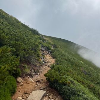 縦走路はこんな！