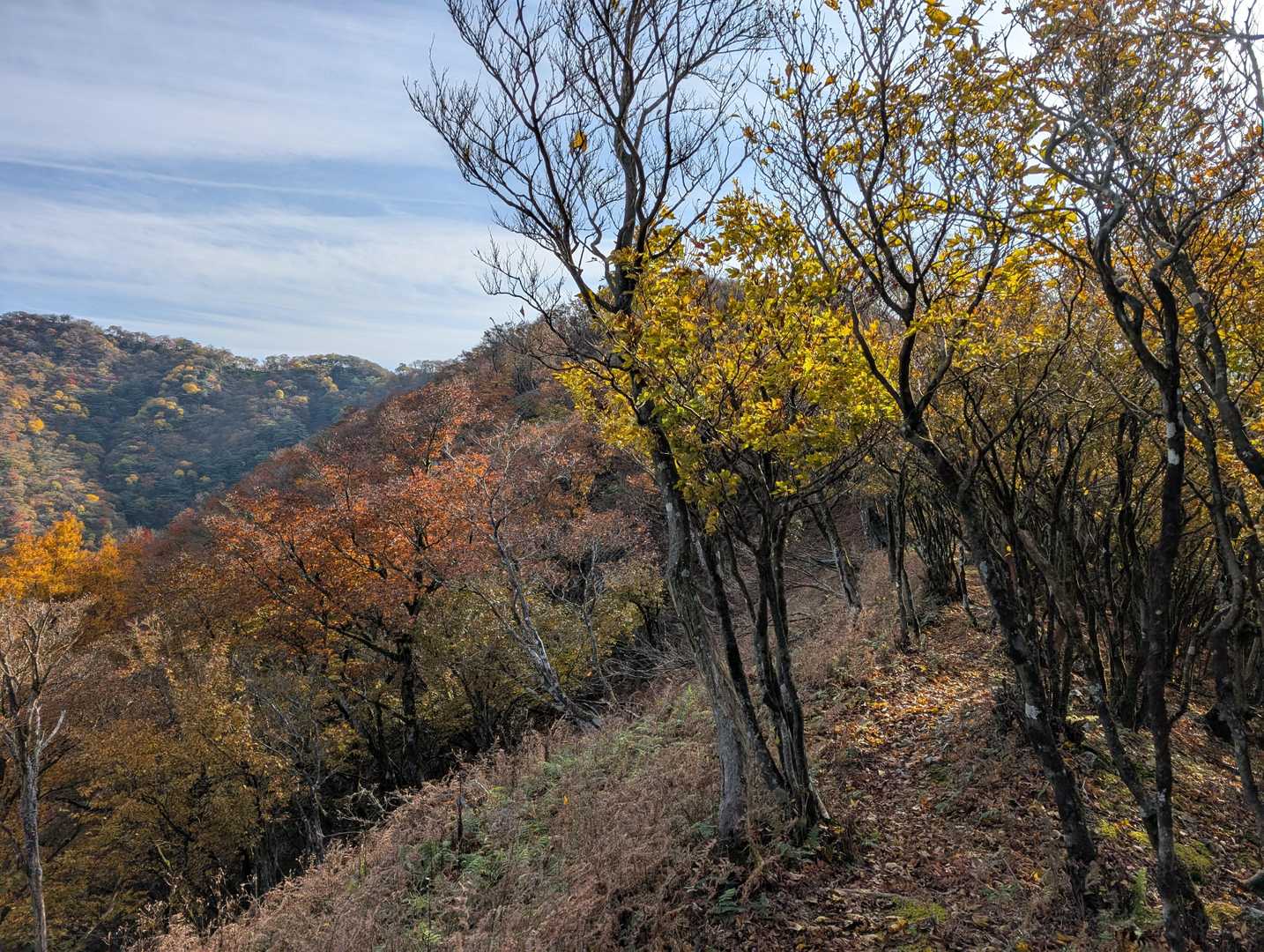🌬️🍂強く風が吹いています。
💛🧡黄葉は綺麗ですが・・。
尾根道は身体にも風が当たるので手袋やフードもかぶり防寒しながら進みます。
装備は暖かい装備にしてあるので問題なかったです。