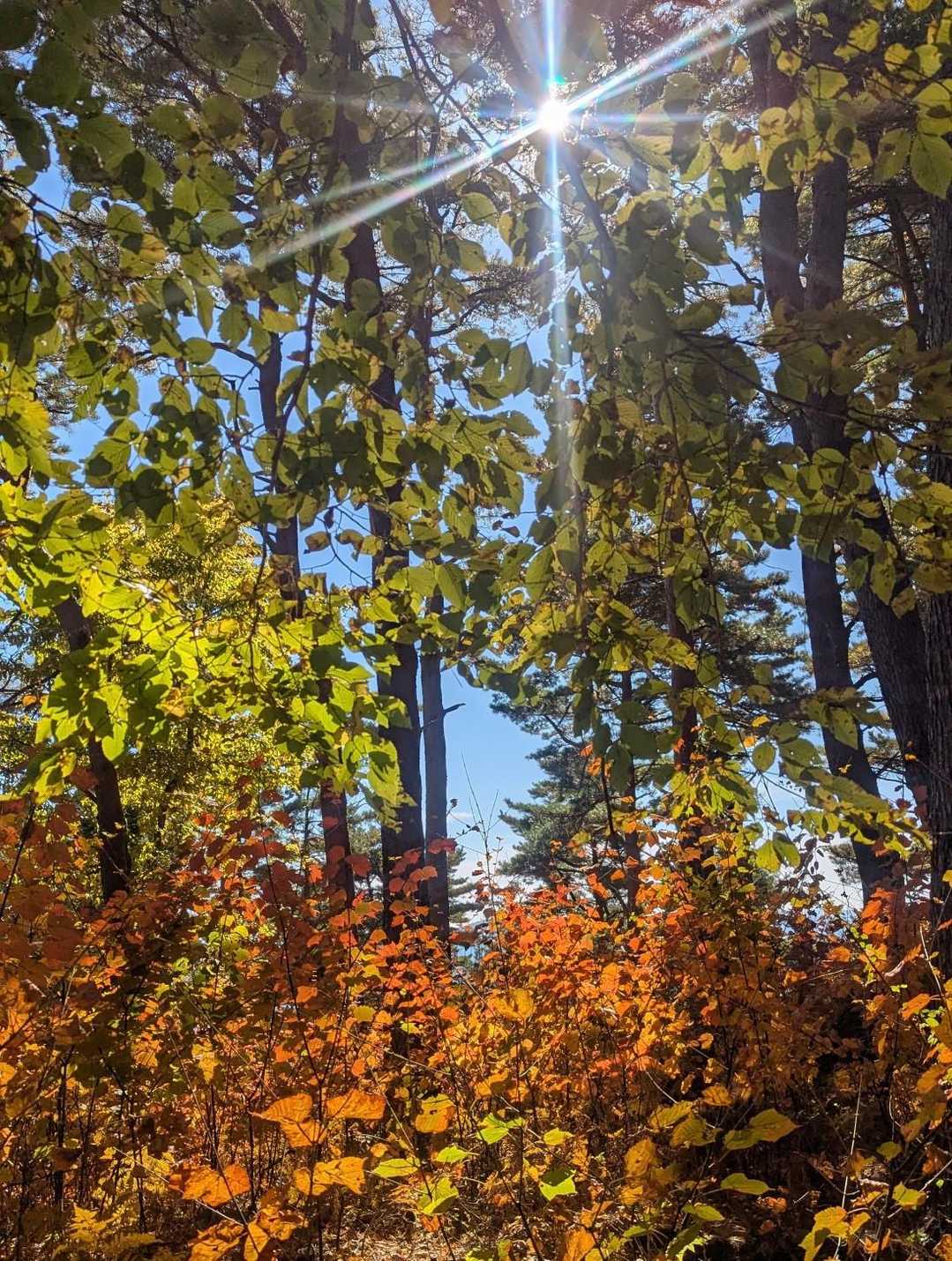 下の方が紅葉してる