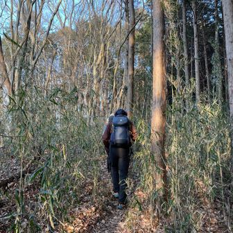 藪藪地帯を通って