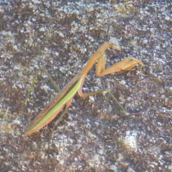 大きなカマキリ
