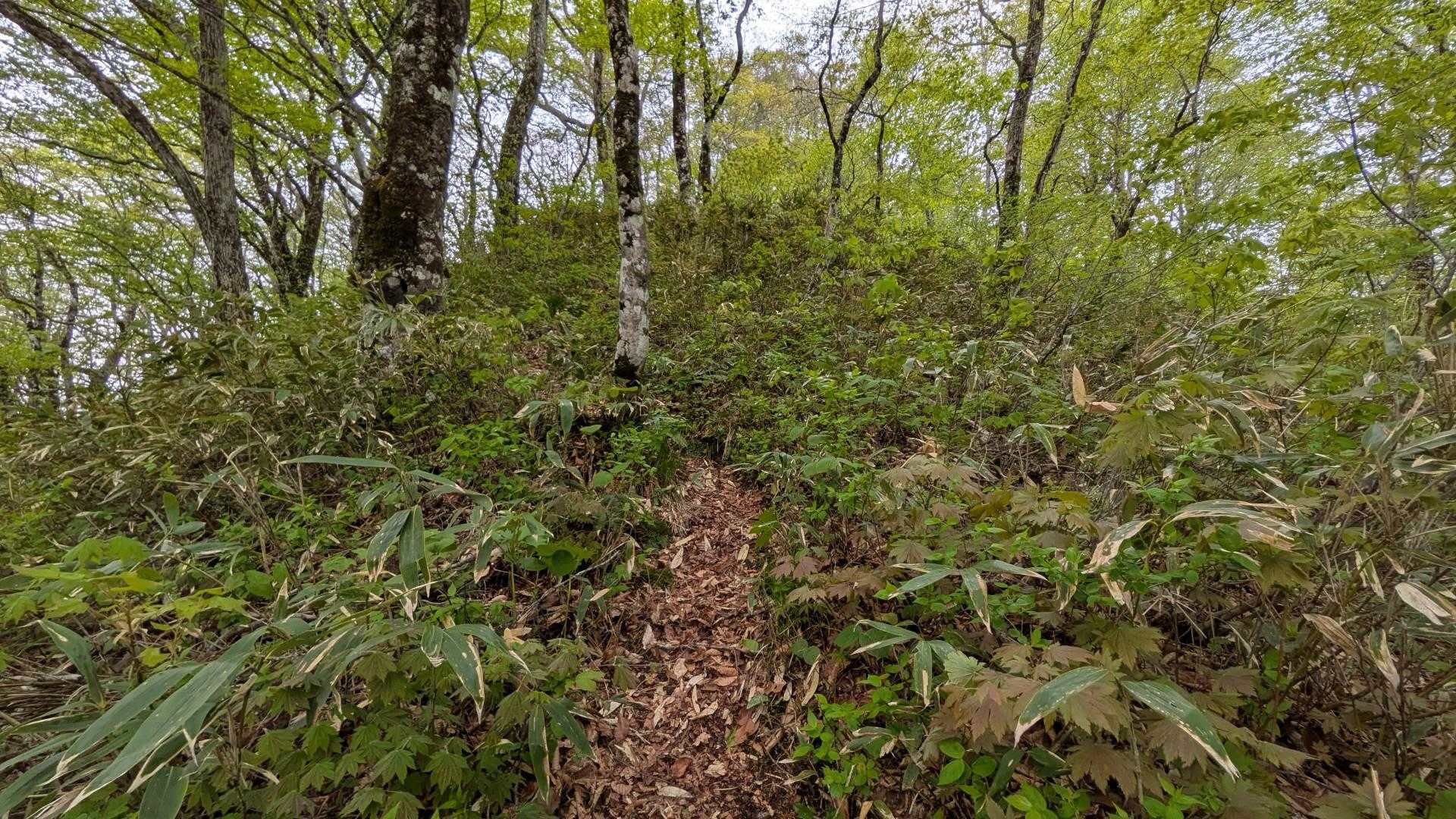 まだ登る