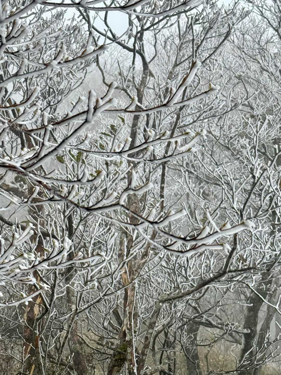 山での初めての霧氷に感動して
写真撮りまくる