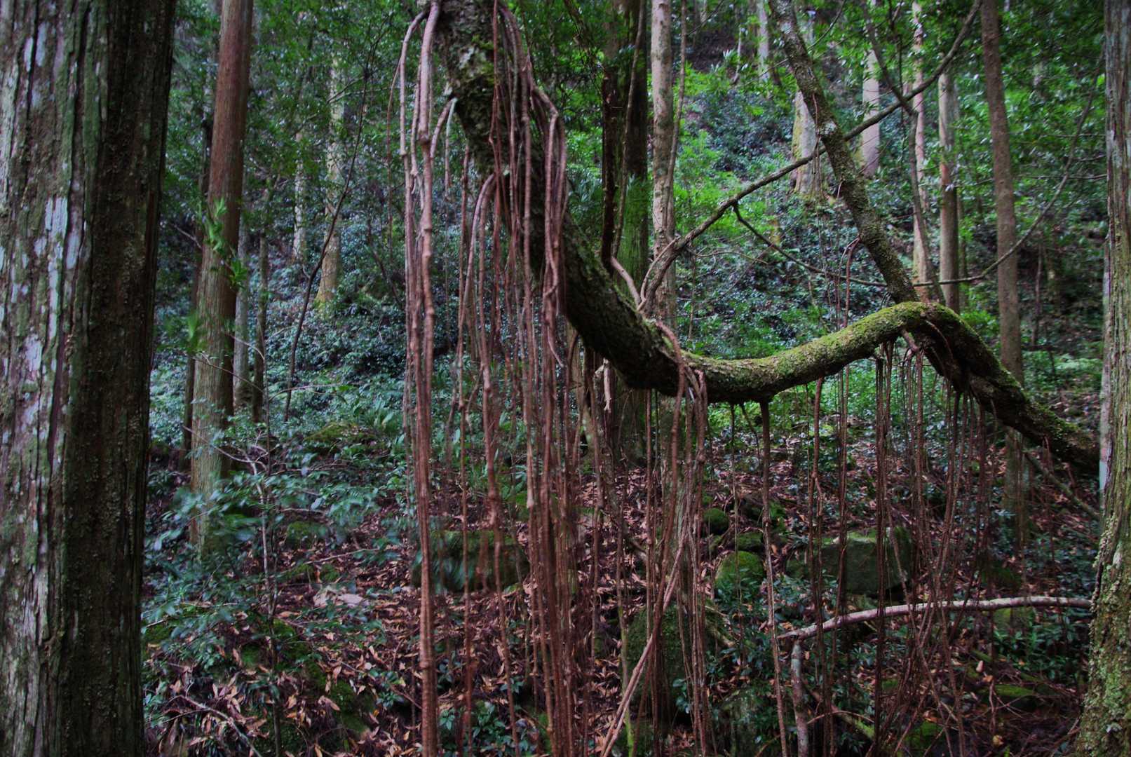 苔の景色にぴったりの木☺️
