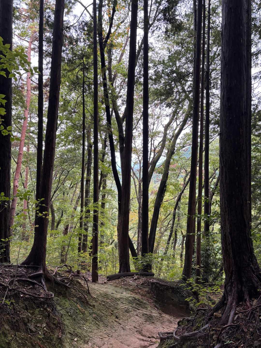八王子跡バス停-天守閣跡-北高尾富士見台-板当山-板当峠- 縦走コースの写真