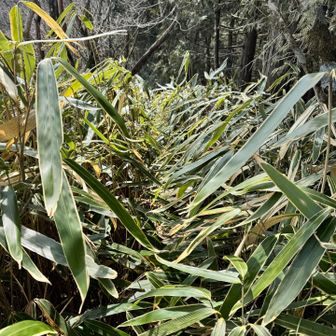 距離は短いが背丈ほどある笹藪の中を歩く