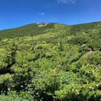 いったん視界が開けて、平坦な木道を歩きます。
写真の中央に小さく酸ヶ平避難小屋が見えています。