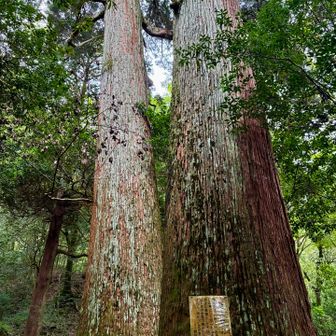 立派な“新夫婦杉“🌲🌲

ここは“お嶽さん“という愛称で親しまれ
縁結びの神として知られているらしいです💘