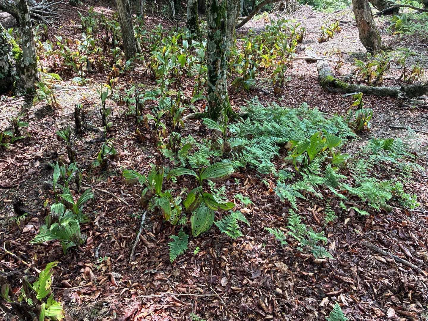 バイケイソウが焼けて、黒ずんでます🌱