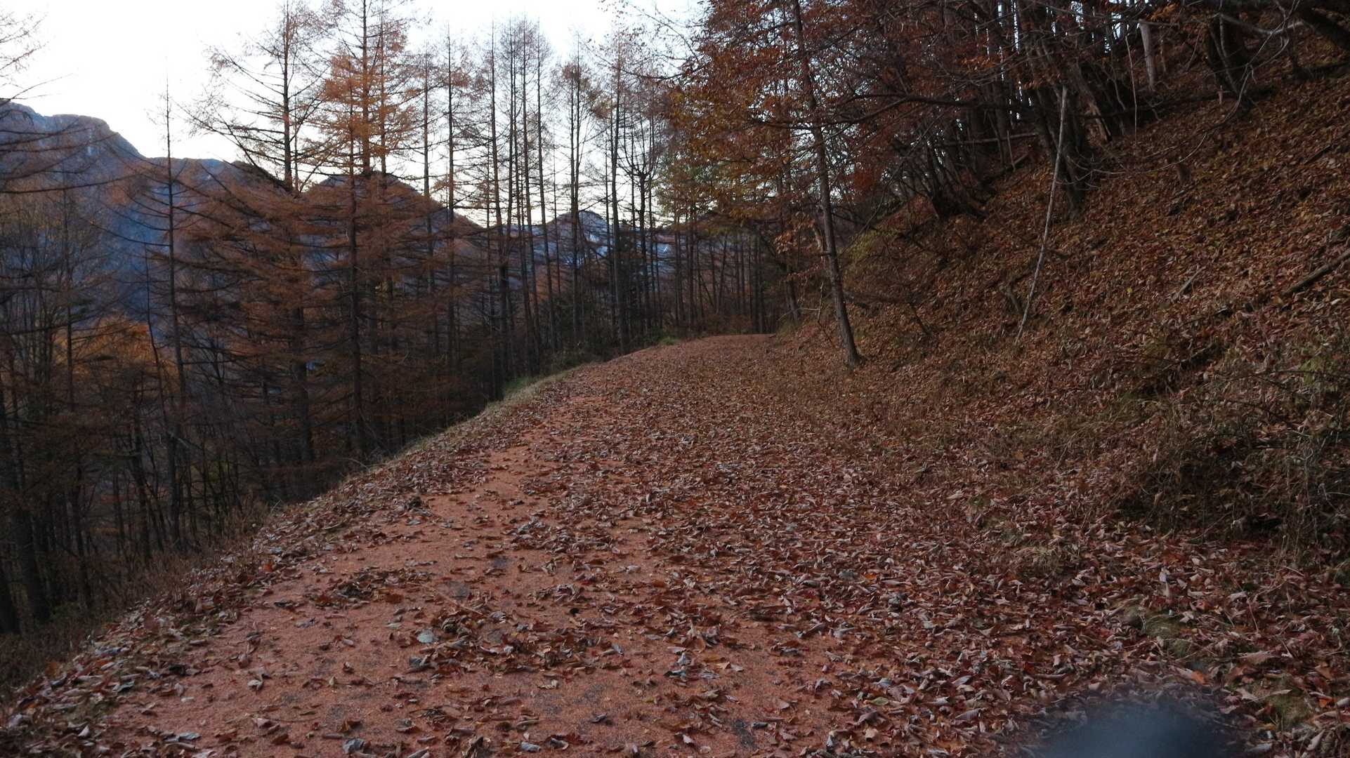 暫く林道歩き。落ち葉がカサカサ言って楽しい😃