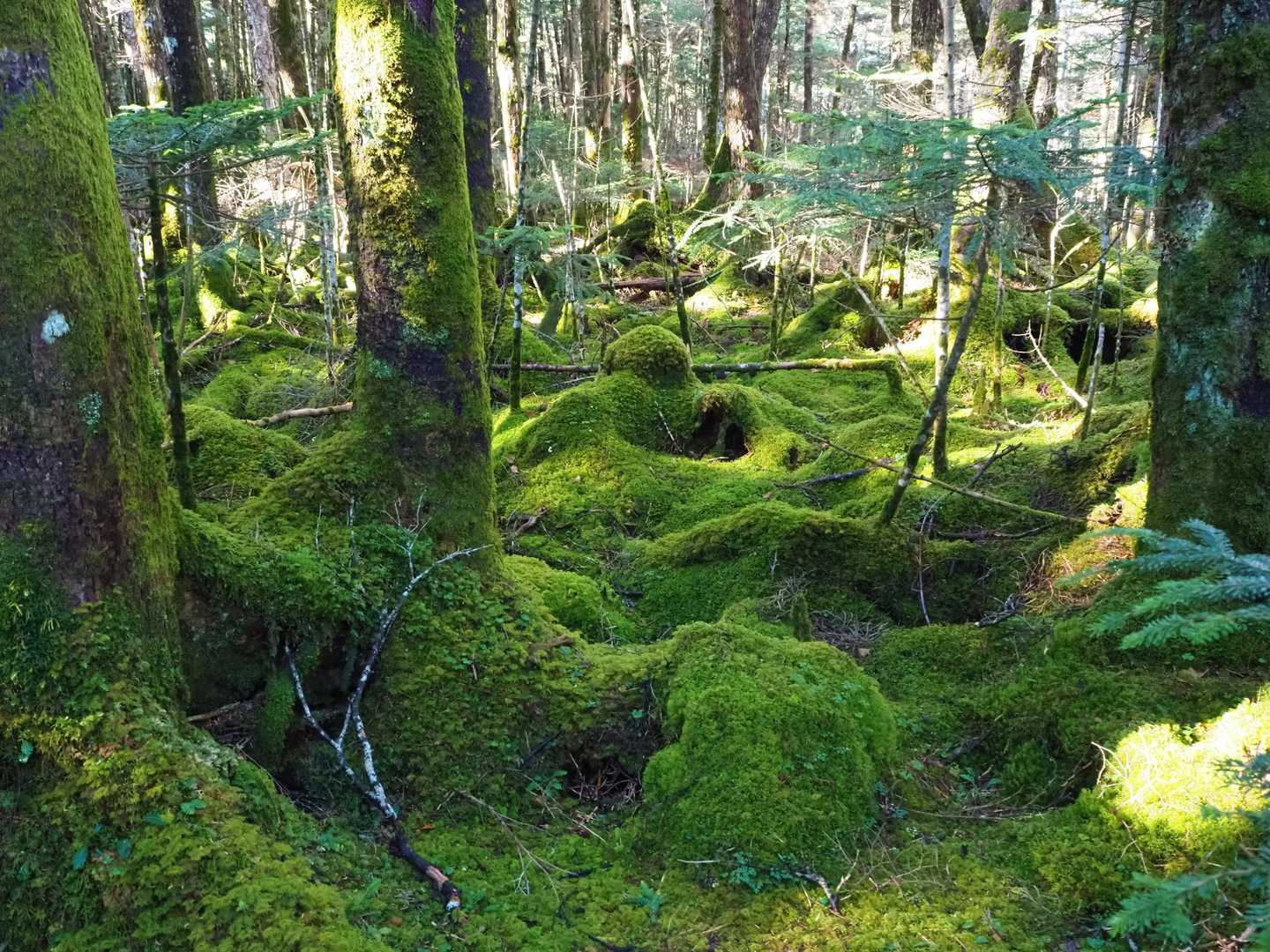 丸山 周回コースの写真