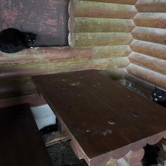 階段降りたとこのお店
保護猫いっぱい
擦り寄ってくるくらい人懐っこい