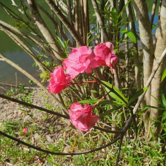 花のアップ