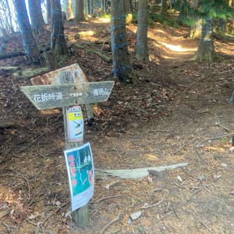 アラキ峠到着🙌。ここから折立山にピストン。