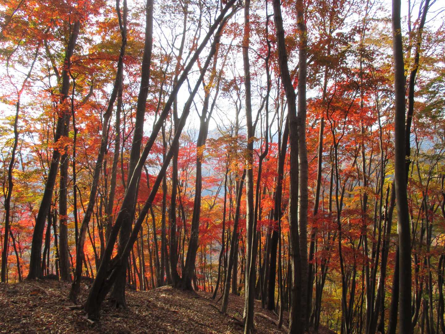 ホント見事な紅葉林