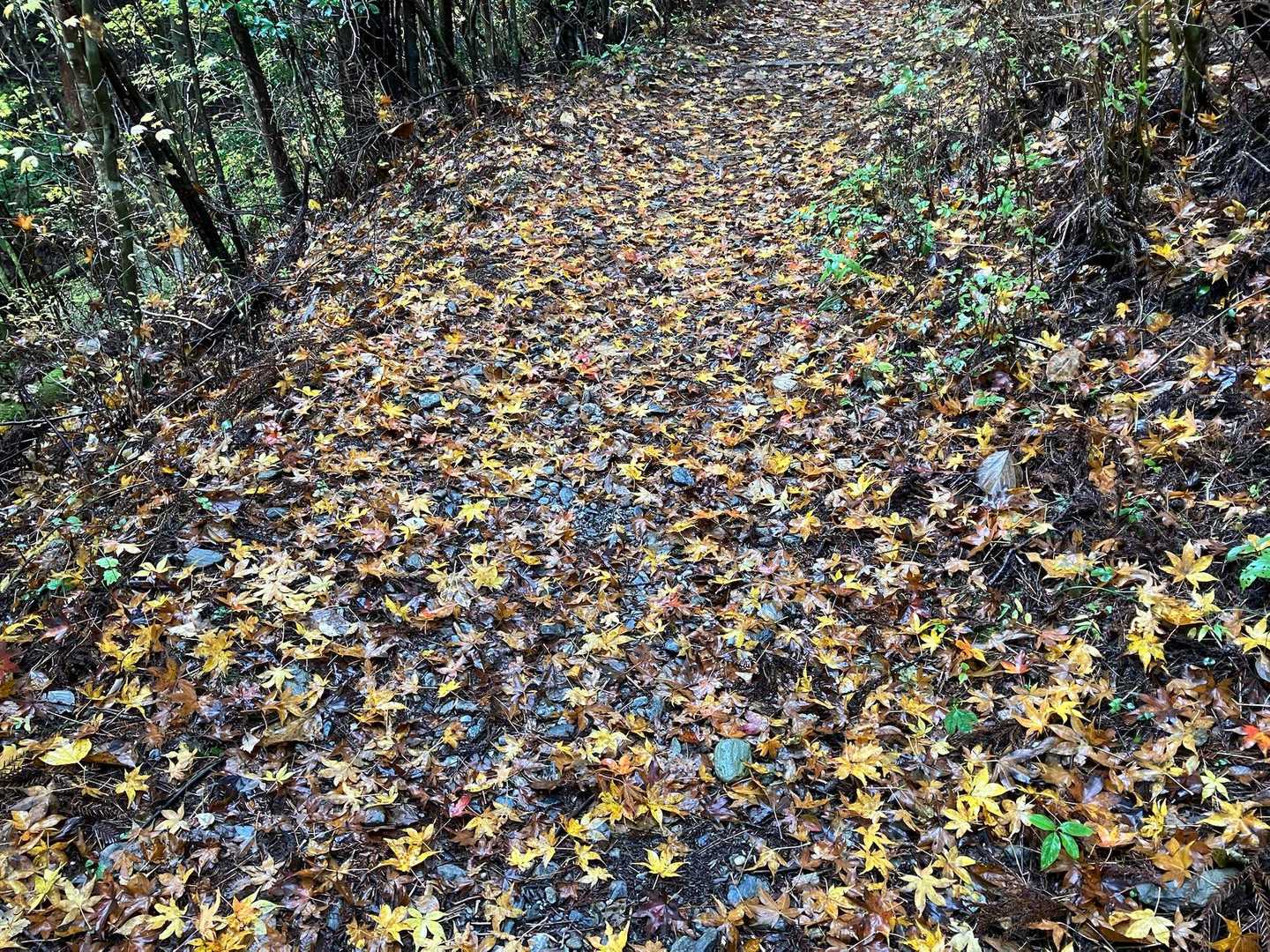 下は紅葉の絨毯・・
と考えてみると
贅沢な場所に・・・
