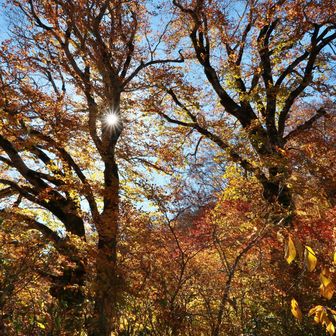 ブナの紅葉（黄葉）が美しい🍂