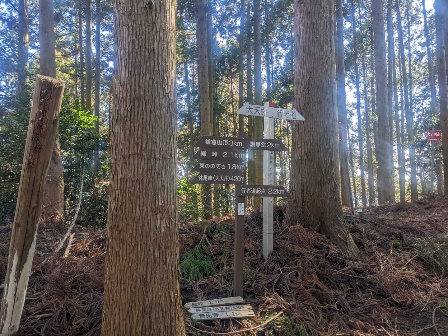 尾根まで上がってきました