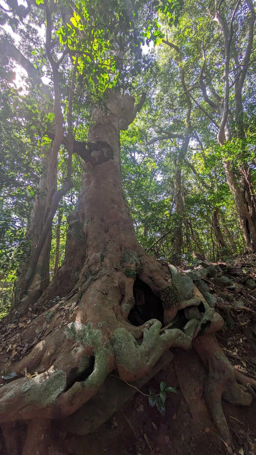 安満岳 往復コースの写真