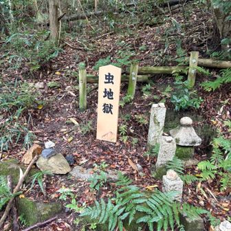 虫地獄まで帰ってきました！