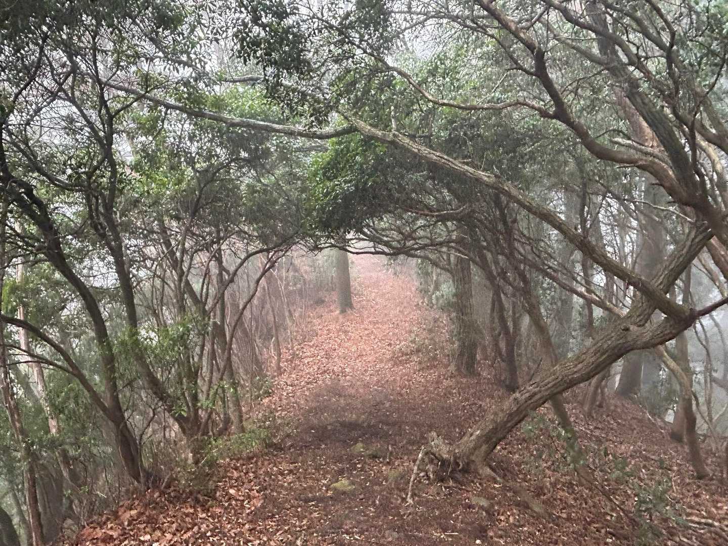 根っこが浮いて
枝の角度で
バランスとっちょる(｡･ω･｡)