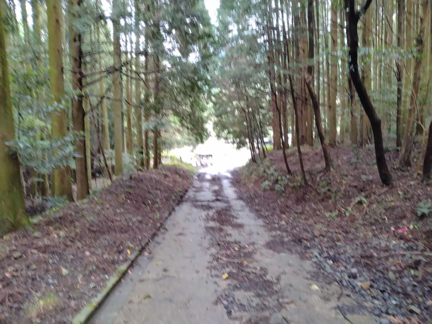 登山口の道路脇に駐車しました