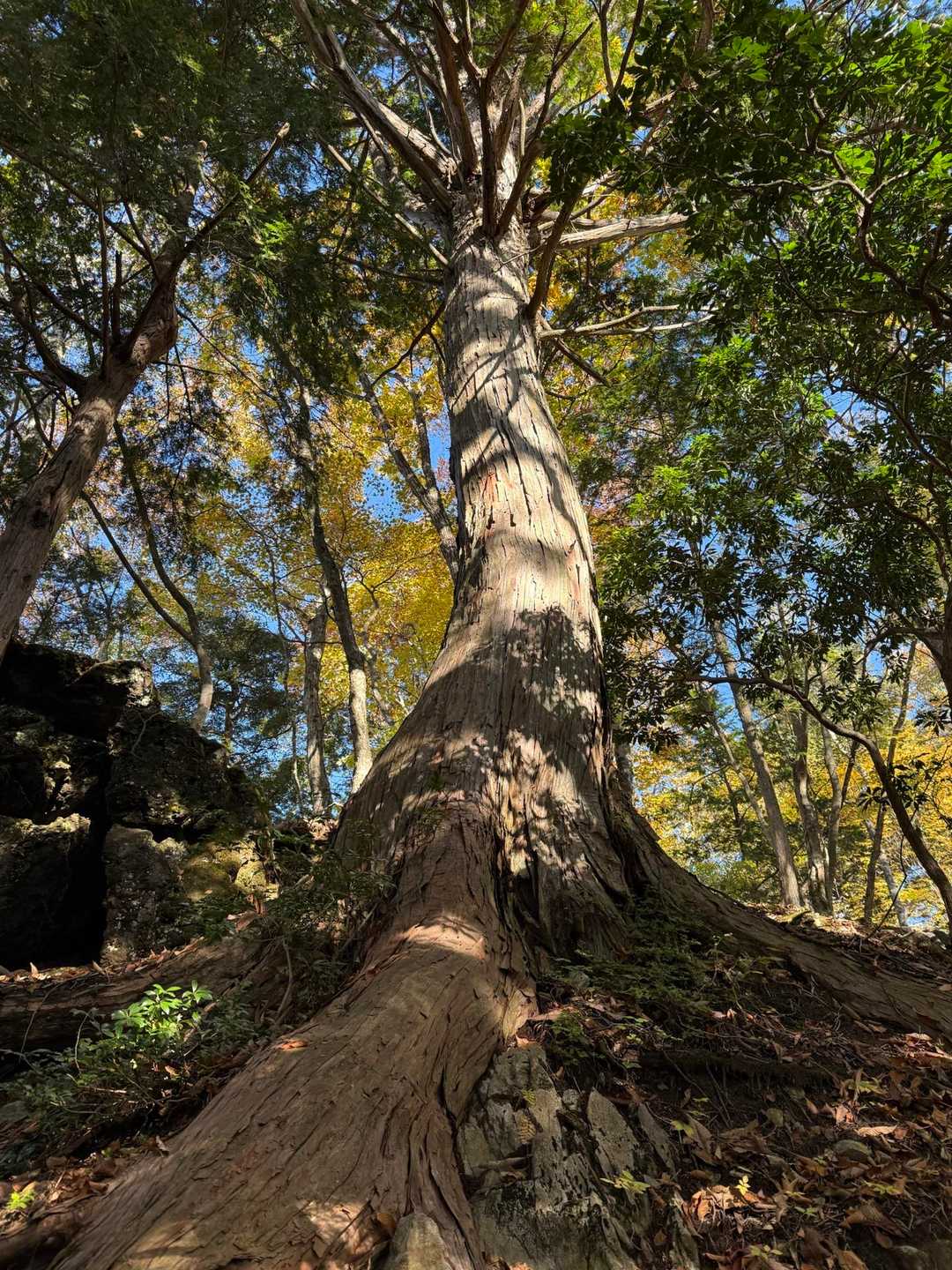 イヌブナの巨木🌳