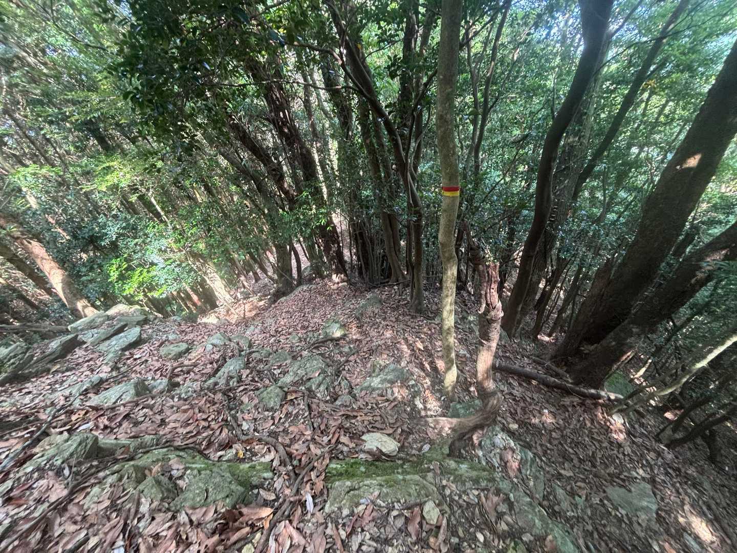 冷静になって、少し登り返してみると
テープあった😮‍💨