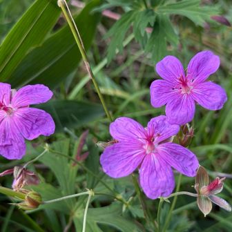 アサマフウロ（浅間風露）

フウロソウ属の花では最大の大きさ、濃い紫色が綺麗な花です🤩