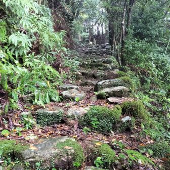 せっかくなんで、
速玉大社裏の登山口から千穂ヶ峯を目指して久し振りの入山🦶