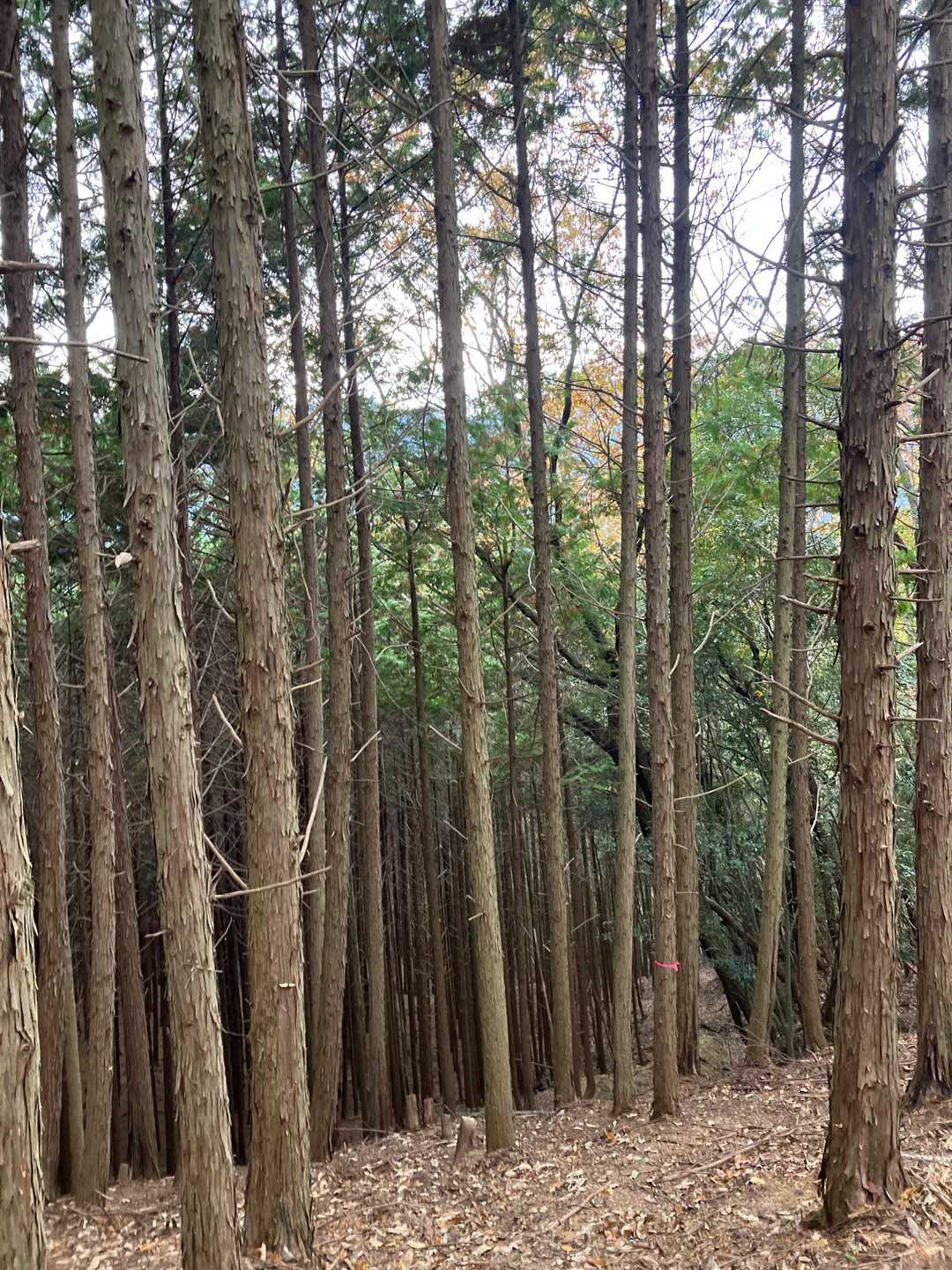落ち葉🍂でふわふわの登山道は気持ちが良いです