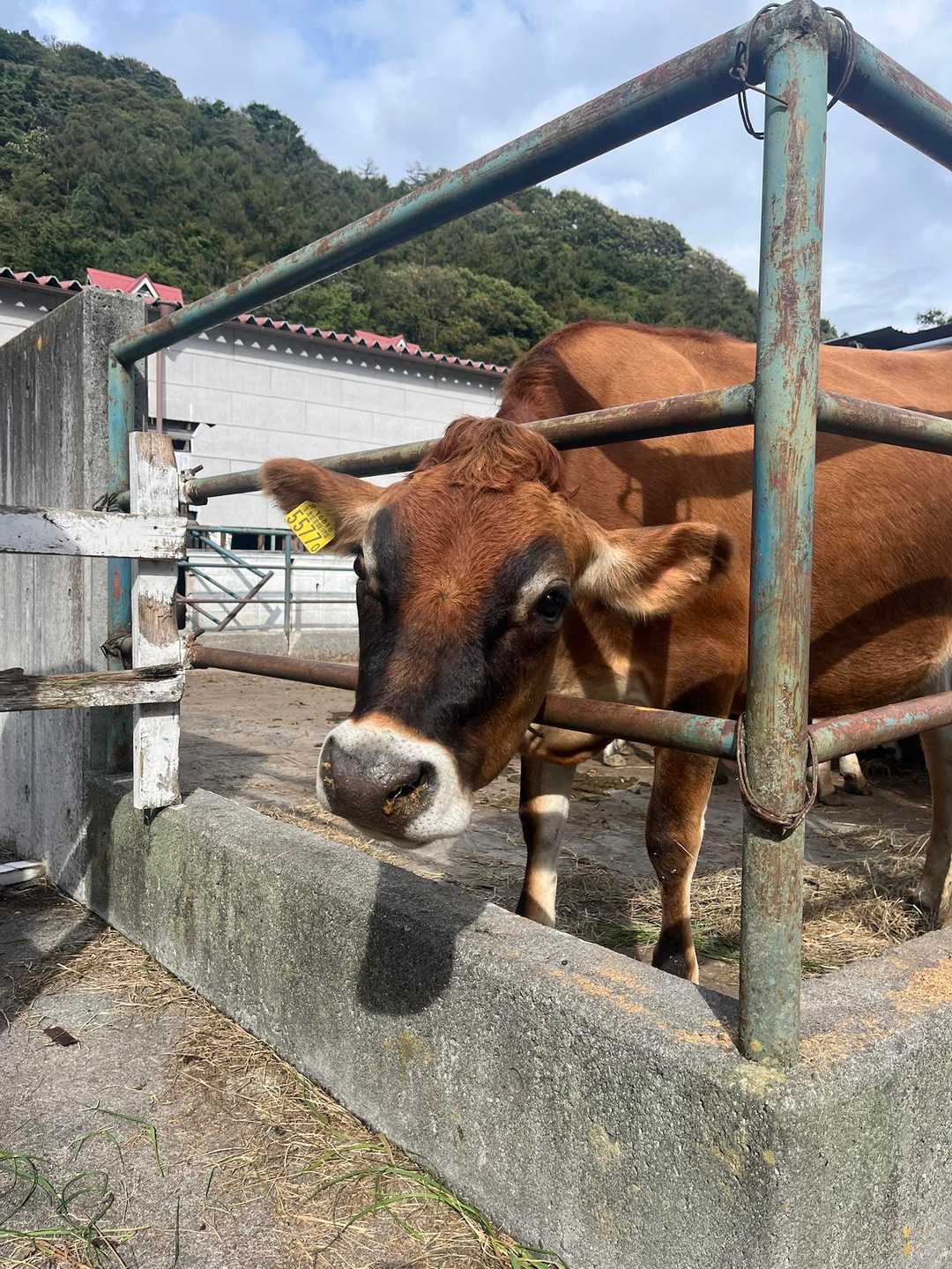 🐮さん