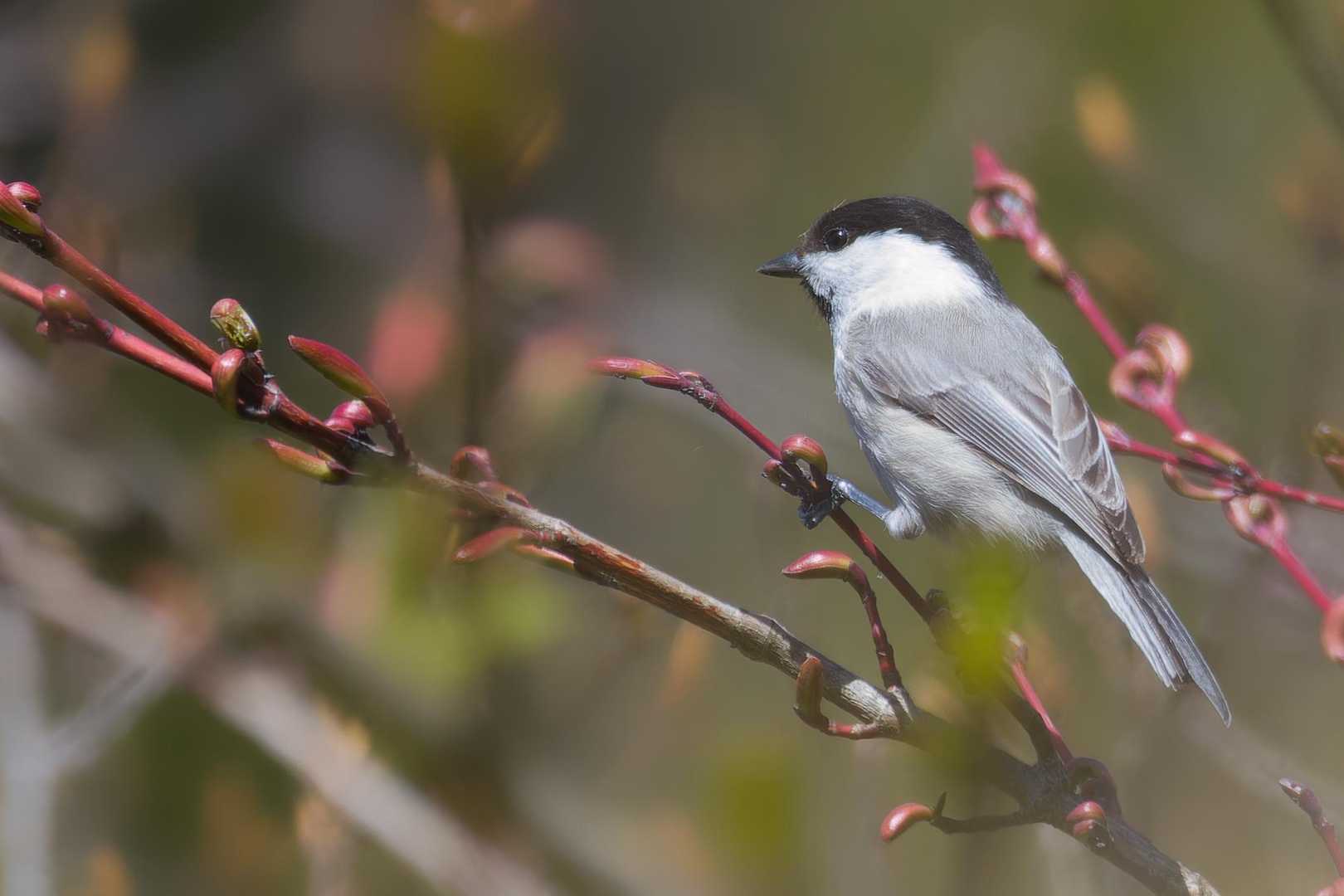 コガラ発見🐦