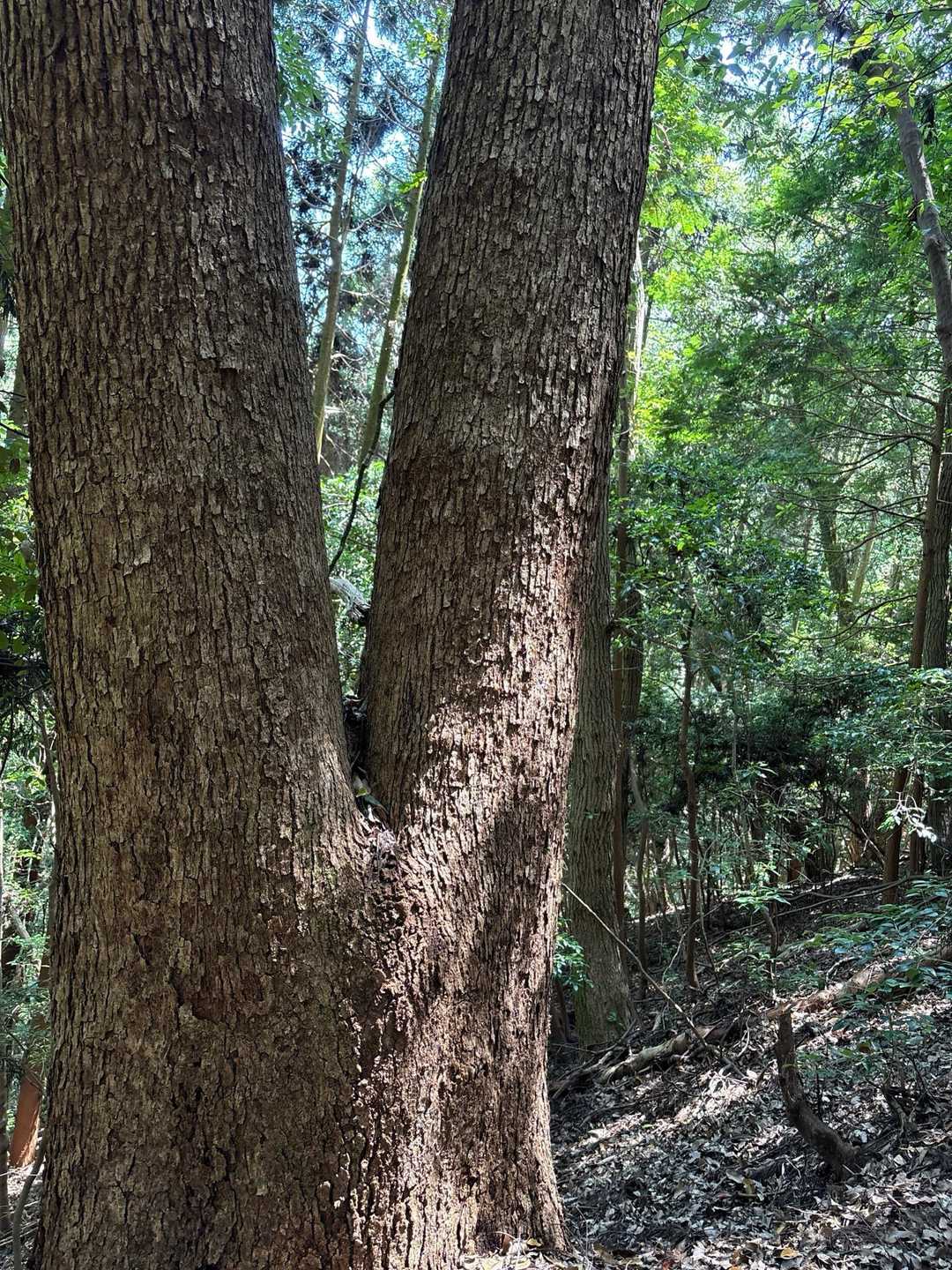 とてつもなく大きな勝利を掴み取れそうなビクトリーツリー✌️🌳

来春には本当に巣立っていくんだなぁ